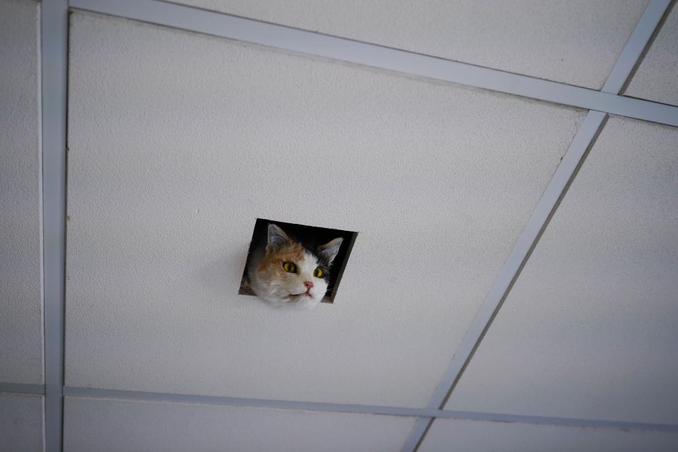 Eva & Franco Mattes, Ceiling Cat, 2016, 6th Athens Biennale 2018 ANTI, photo by Nysos Vasilopoulos